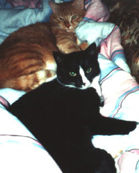 Foto: Garfield und Hexe - ehemals aus dem Abteipark in Pulheim-Brauweiler