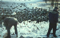 Fotos: Zehntausende Tiere verhungerten und erfroren. Der Hunger hatte sie zu sehr geschw&auml;cht, um der eisigen H&ouml;lle zu entfliehen.
