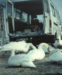 Foto: Rettung in letzter Sekunde f&uuml;r diese Schw&auml;ne