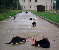 Foto: verlassene Katzen in Ribnitz