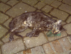 Foto: Ertr&auml;nktes K&auml;tzchen im Erftkreis