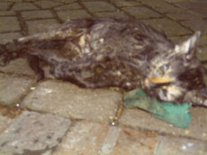Foto: Ertr&auml;nktes K&auml;tzchen im Erftkreis
