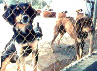 Foto: Auch diese Hunde mu&szlig;ten unsere Aktiven schweren Herzens zur&uuml;ck lassen. Sie sehen einer ungewissen Zukunft entgegen...