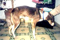 Foto: Auch dieser Hunde hatte Gl&uuml;ck im Ungl&uuml;ck