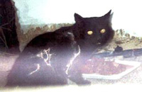 Foto: Dieser armen Katze h&auml;ngt das Fell in Fetzen herunter. Das rohe Fleisch ist zu sehen...