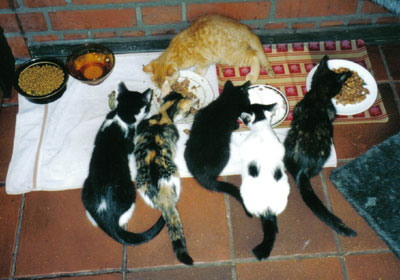Foto Katzenhilfe: F&uuml;tterung der Findelkinder