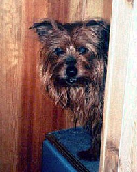den Yorkshire-Terrier Candy (Foto oben), der von seiner Besitzerin misshandelt und ins Feld geworfen worden war.