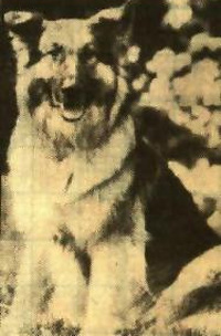 den altdeutschen Sch&auml;ferhund Rex (Foto oben), der wochenlang zwischen M&uuml;llbergen dahin vegetieren musste, w&auml;hrend seine Besitzerin bei ihrer Tochter im Urlaub weilte und ihn nicht versorgen lie&szlig;. Angeblich "hatte sie ihn noch gef&uuml;ttert", nachdem wir ihn bereits befreit hatten!