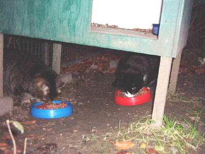 Foto: Timmy und Oschi beim Fressen