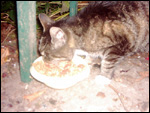 Foto: Hektor. Per Klick zur tierdach-Postkarte