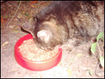 Foto: Minki. Per Klick zur tierdach-Postkarte