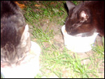 Foto: Minki und Blacky. Per Klick zur tierdach-Postkarte
