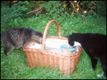 Foto: Timmy und Oschi. Per Klick zur tierdach-Postkarte
