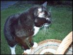 Foto: Benny. Per Klick zur tierdach-Postkarte