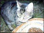Foto: Tilli (Mathilde). Per Klick zur tierdach-Postkarte