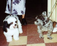 Foto: 2. Platz: Snoopy, 1,5 Jahre