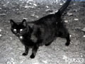 Blacky
