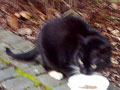 M&ouml;hrchen