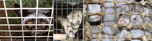 Fuchs, Iltisse, Nerze in Pelztierfarmen. Quelle: www.tierschutz-medienarchiv.de