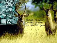 Antilopengru&szlig;