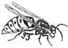 Biene, Trudi Straeten