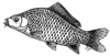 Bild: Fisch - Trudi Straeten