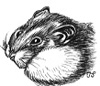 Bild: Hamster - Trudi Straeten
