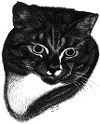 Katzenzeichnung, Trudi Straeten