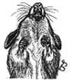Bild: Maus mit erhobenen Pfötchen - Trudi Straeten