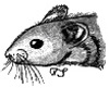 Bild: Mausekopf - Trudi Straeten