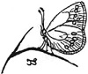 Bild: Schmetterling - Trudi Straeten