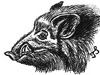 Bild: Wildschein - Trudi Straeten