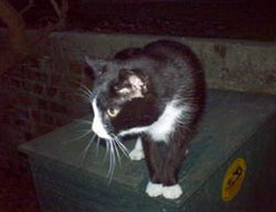 Patenkatze Oschi