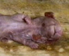 Totes Kaninchen, Quelle: Tierschutz-Medienarchiv